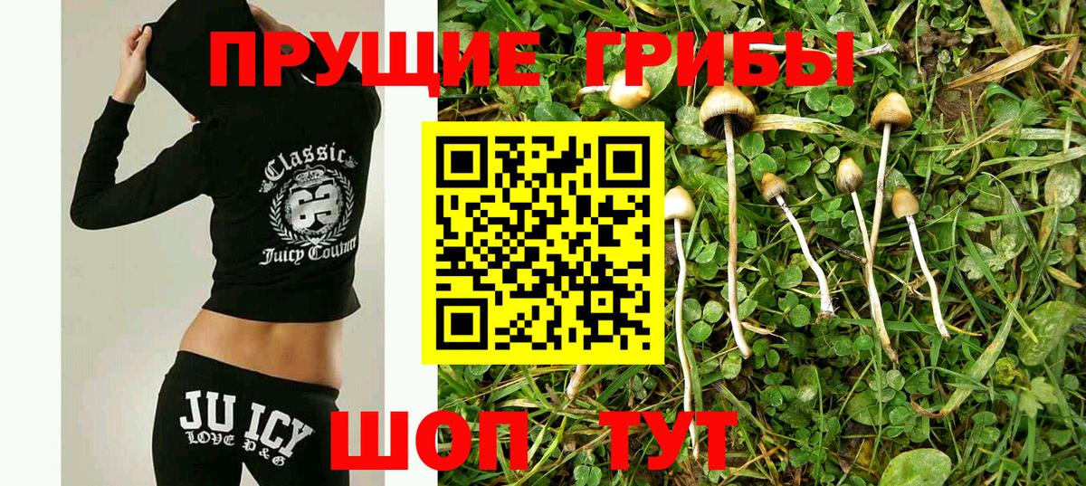 Псилоцибиновые грибы Cubensis  Вход с VPN  Кудрово 